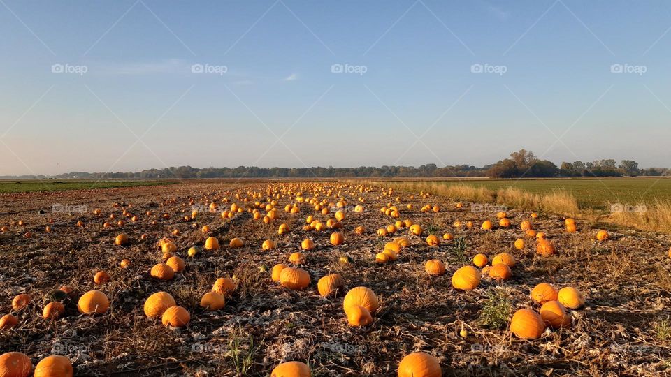 pumpkin field like space with planets, hundreds of pumpkins straight on the ground