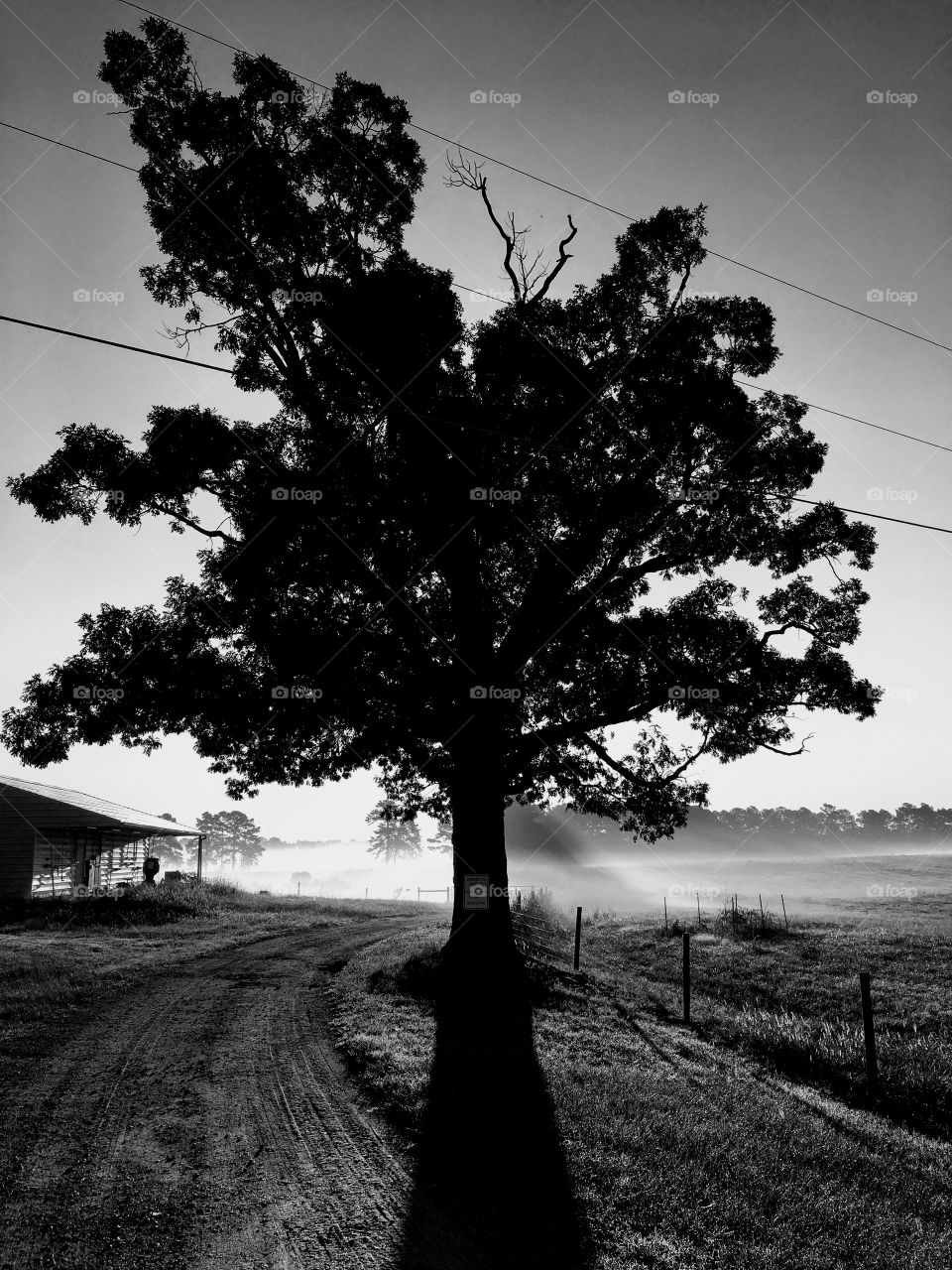 Tree eclipsing sunrise