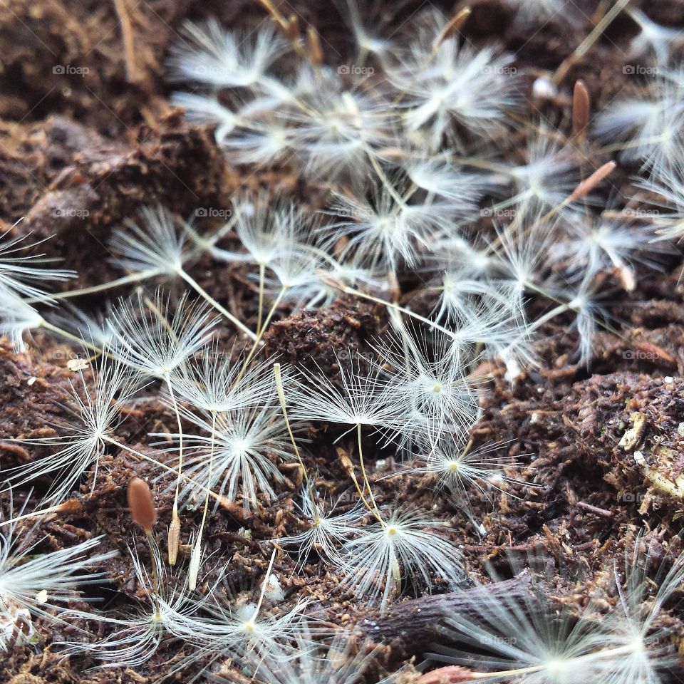 Dandelion forest