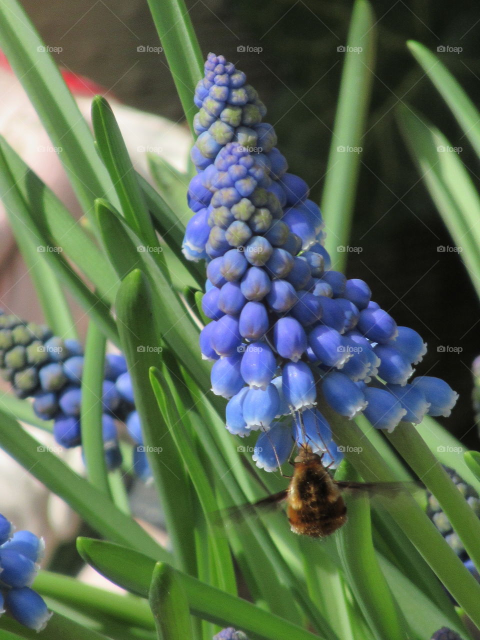 Muscari growing in the garden and a bee fly