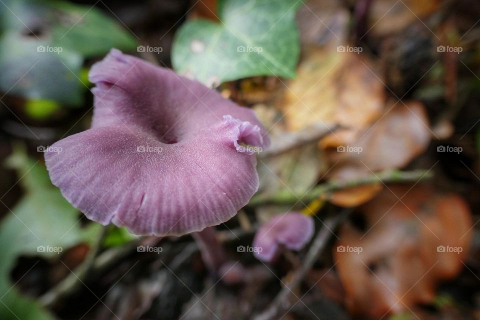 Purple mushroom