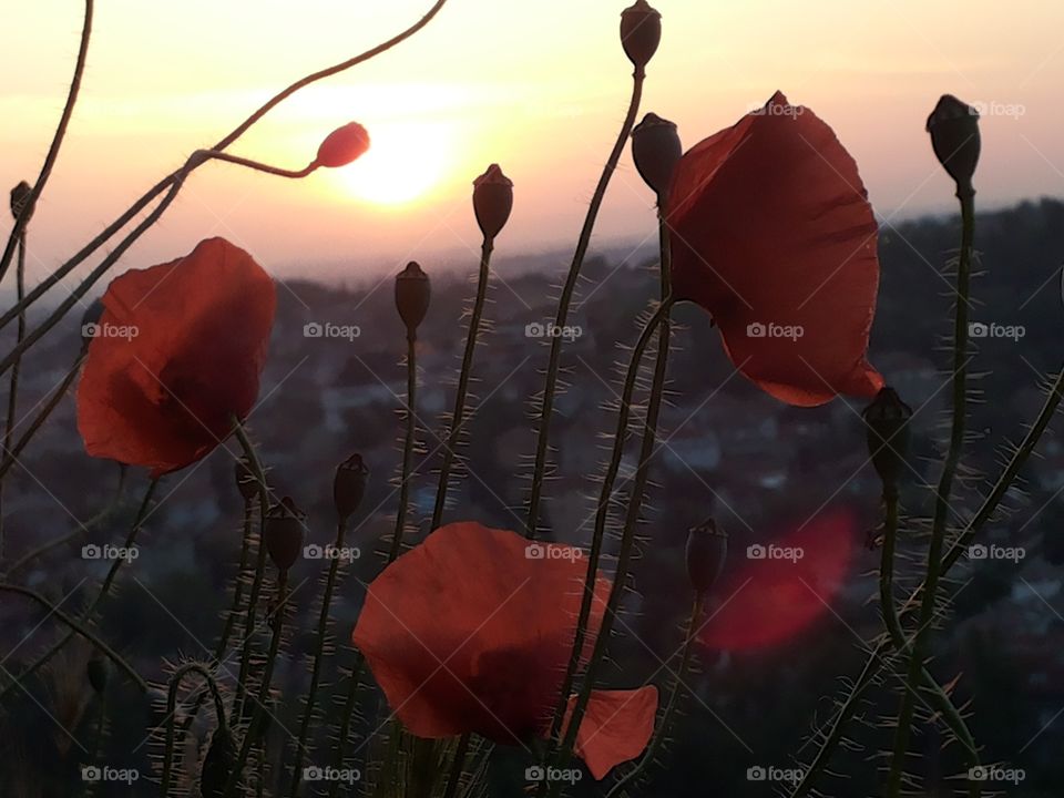poppies at sunrise