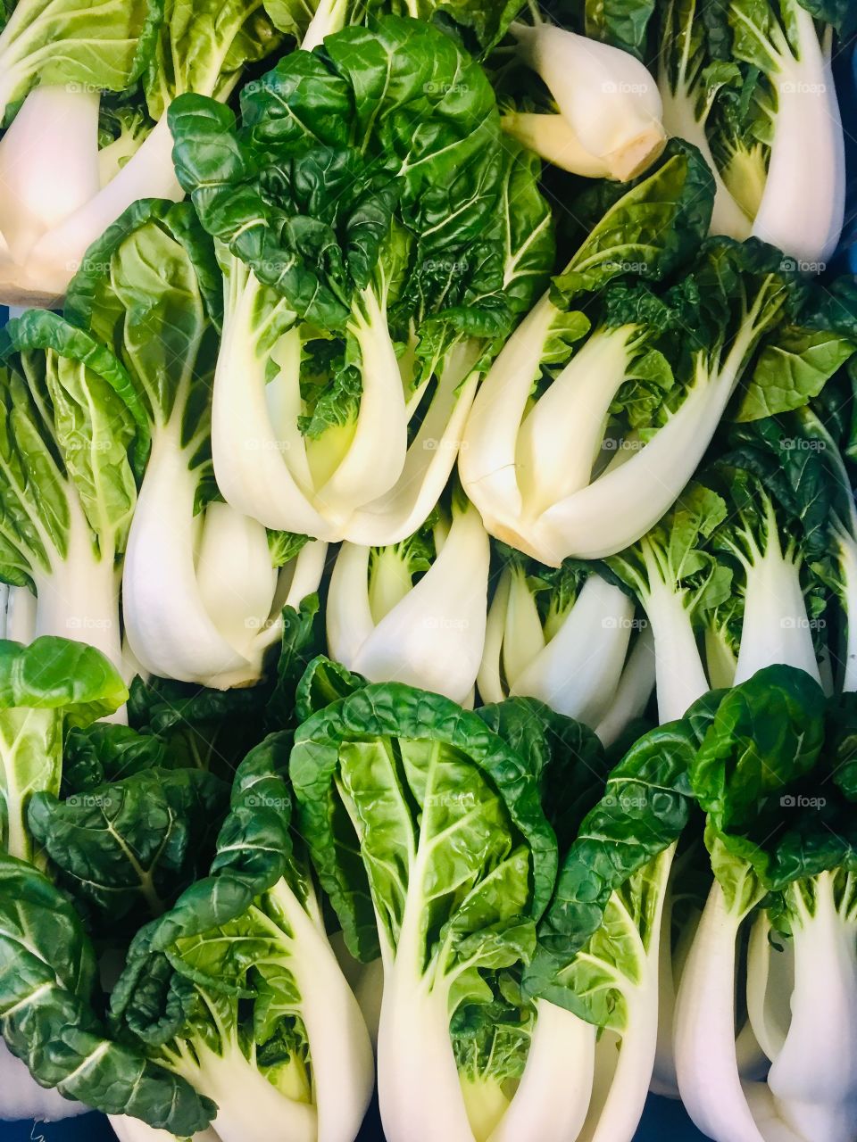 pakchoy background
