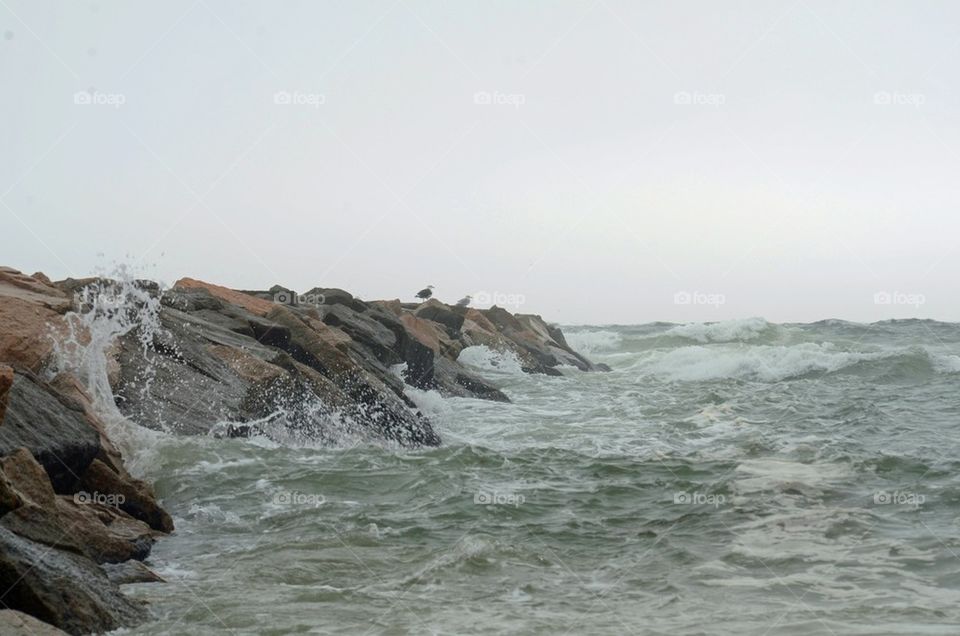 Seagulls on jetty