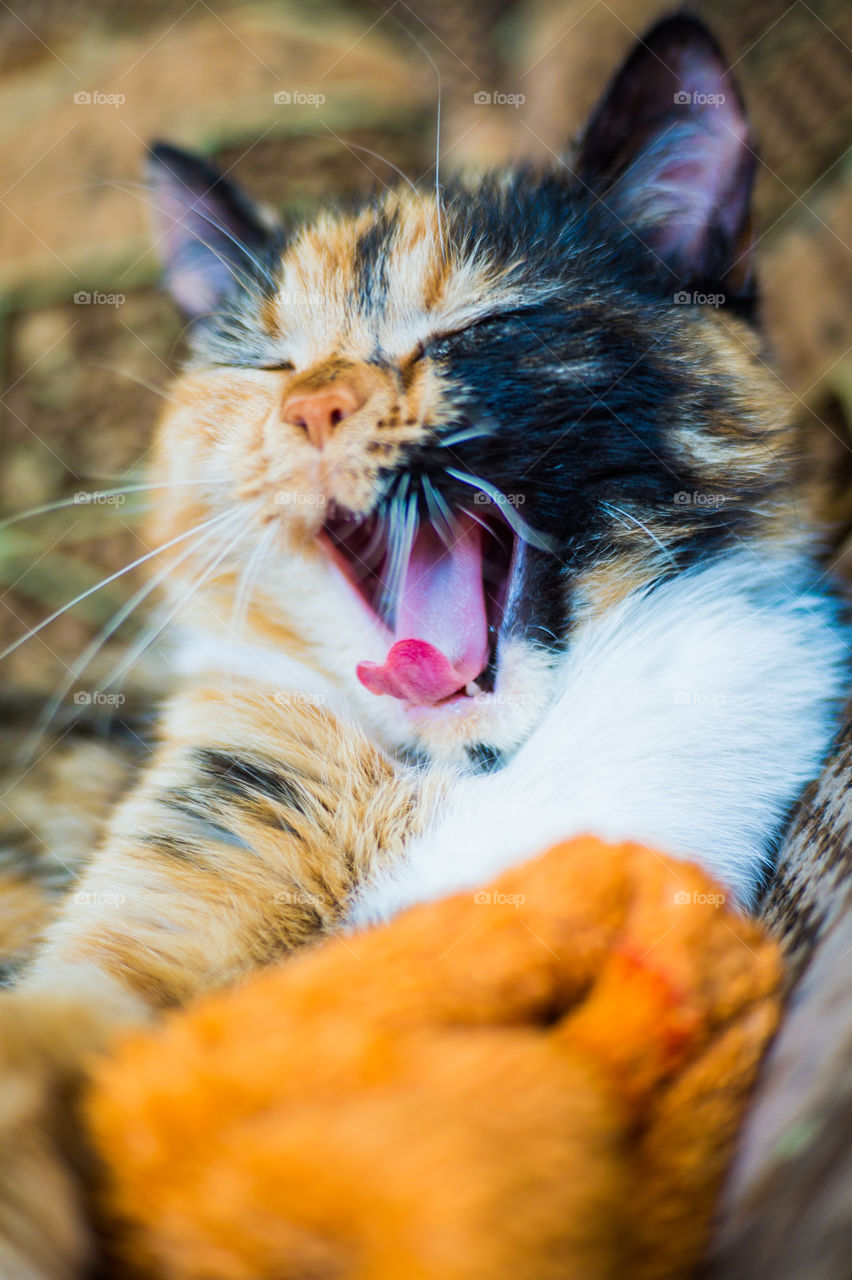 pet cat yawns