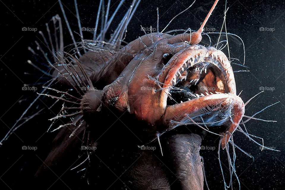 Anglerfish