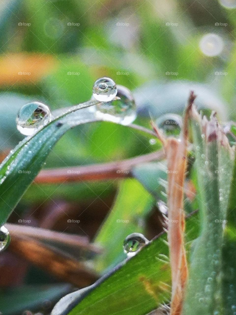 Captured this droplet of water after a foggy morning jogging
