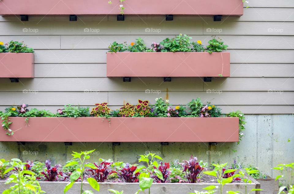 Urban gardening with flower boxes randomly placed on house siding