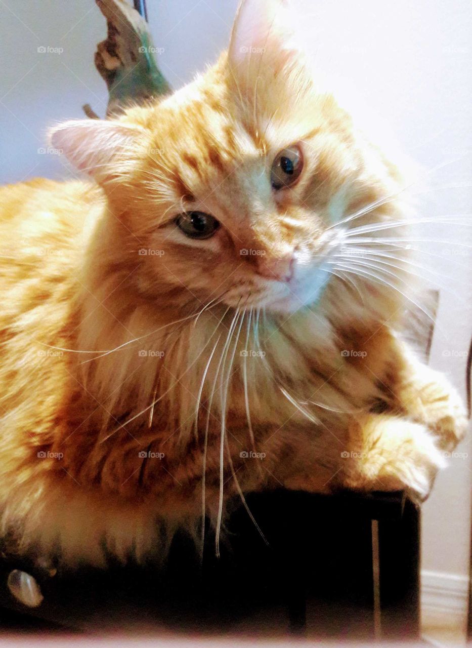 Ginger Mainecoon Cat