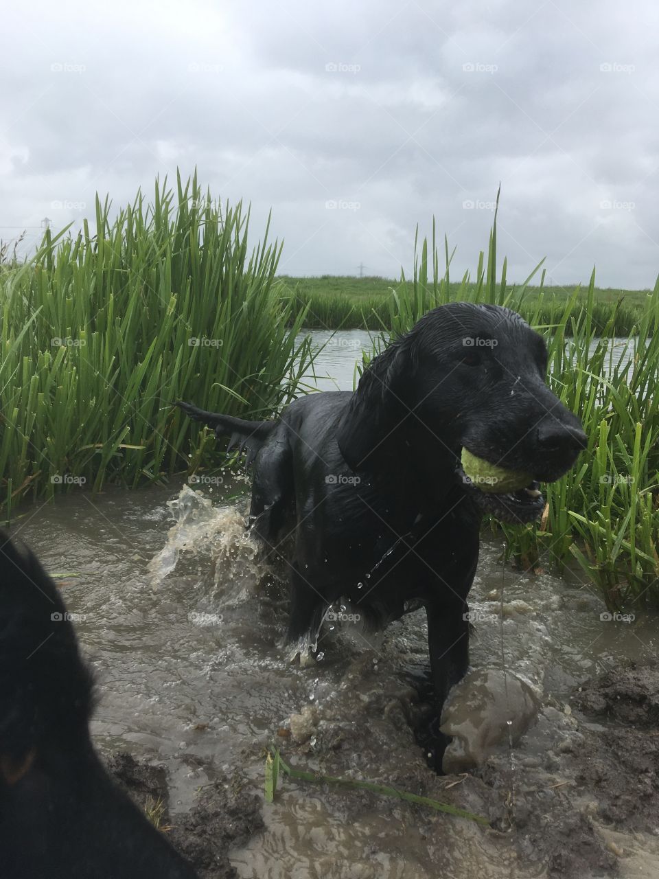 Flatcoat retriever emerges from the murky marsh waters, with a retrieved ball in its mouth.
