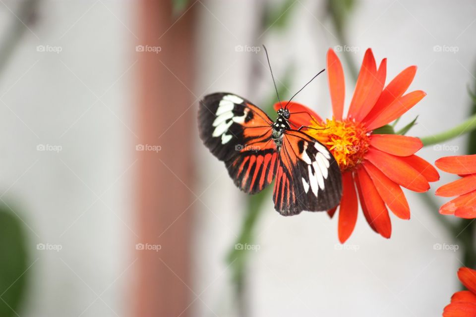 Butterfly on orange flower