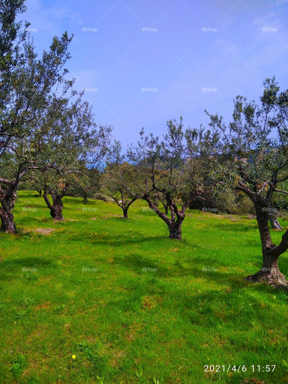 at the woods between olive trees
