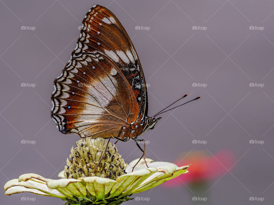 butterfly on top of flower