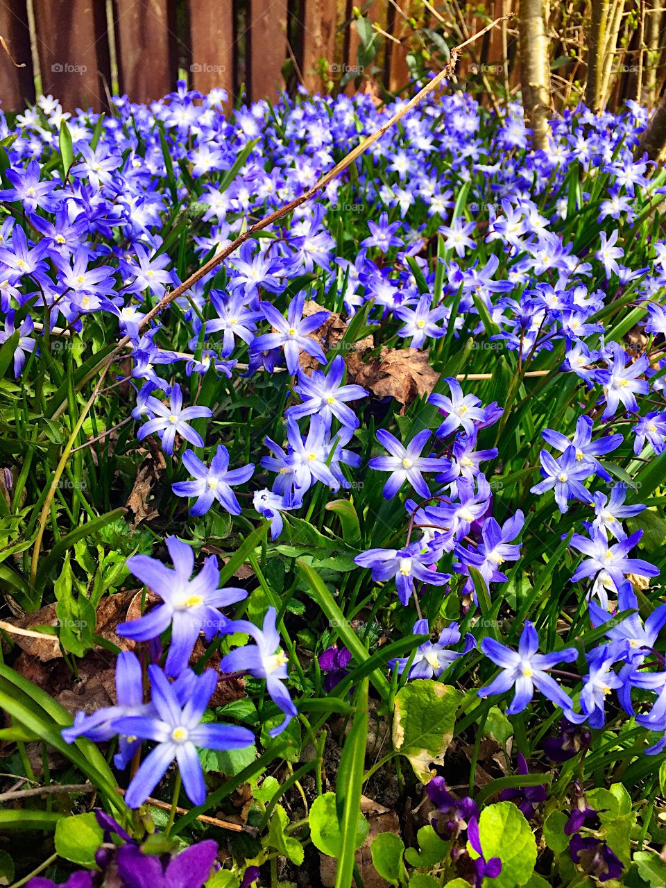 Lovely blue Anemone! 