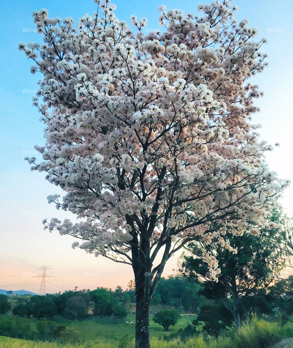 Here in Brazil, one of the plants that announce the arrival of spring is the white ipe. See how beautiful this rare flower is!
/ Aqui no Brasil, uma das plantas que anunciam a chegada da primavera é o ipê branco. Vejam que beleza essa flor tão rara!