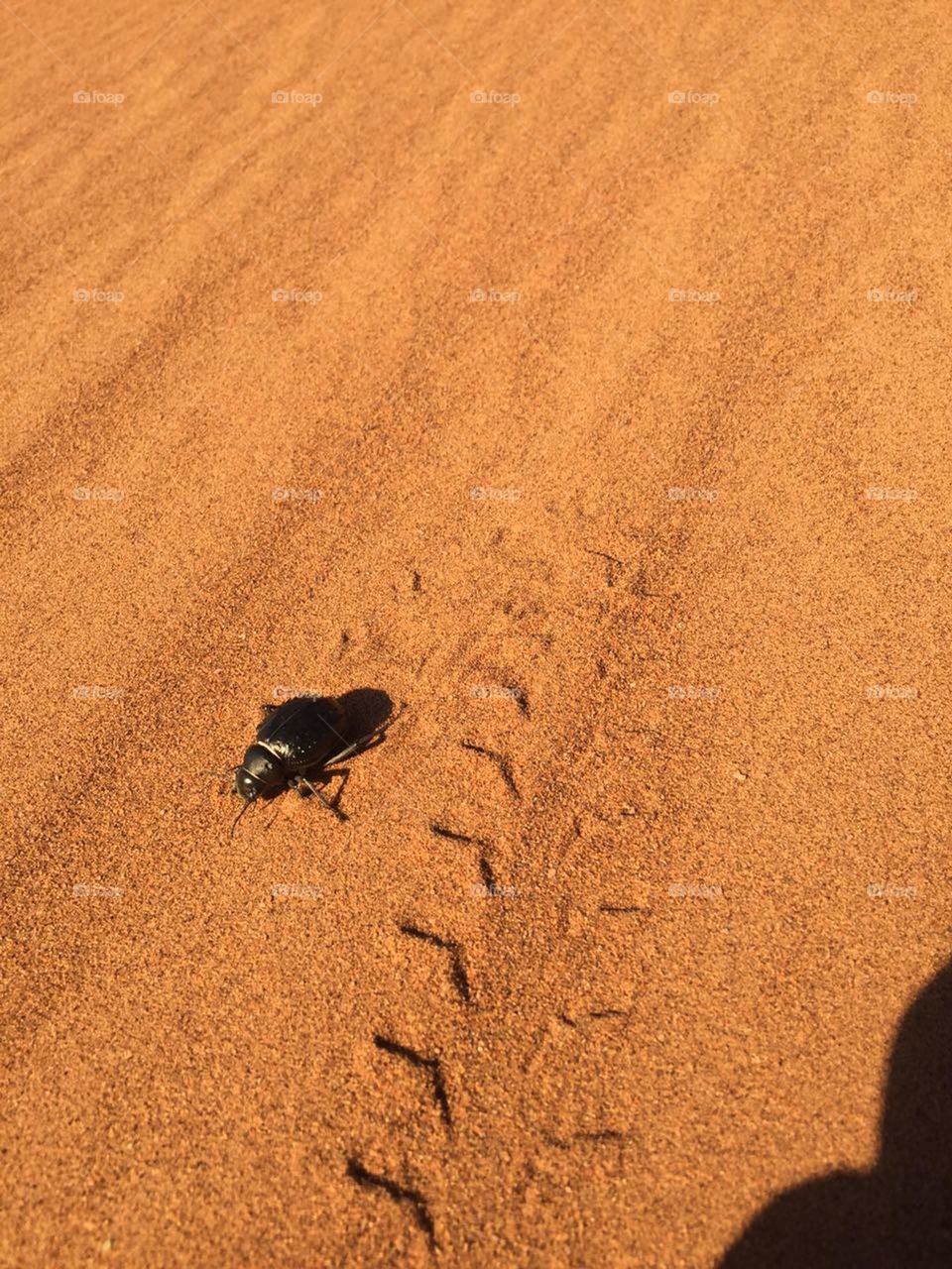 beetle and it traces