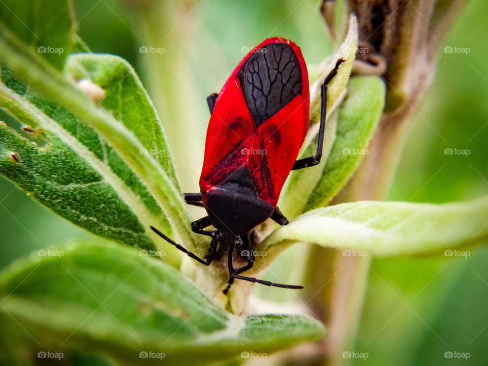 It gives nature series: insects