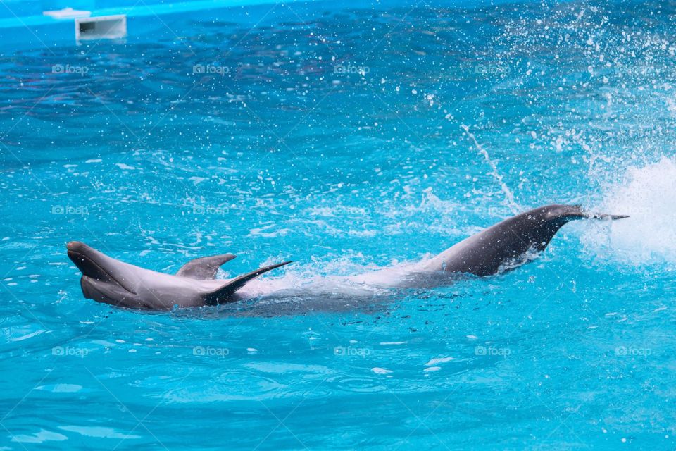 Dolphinarium