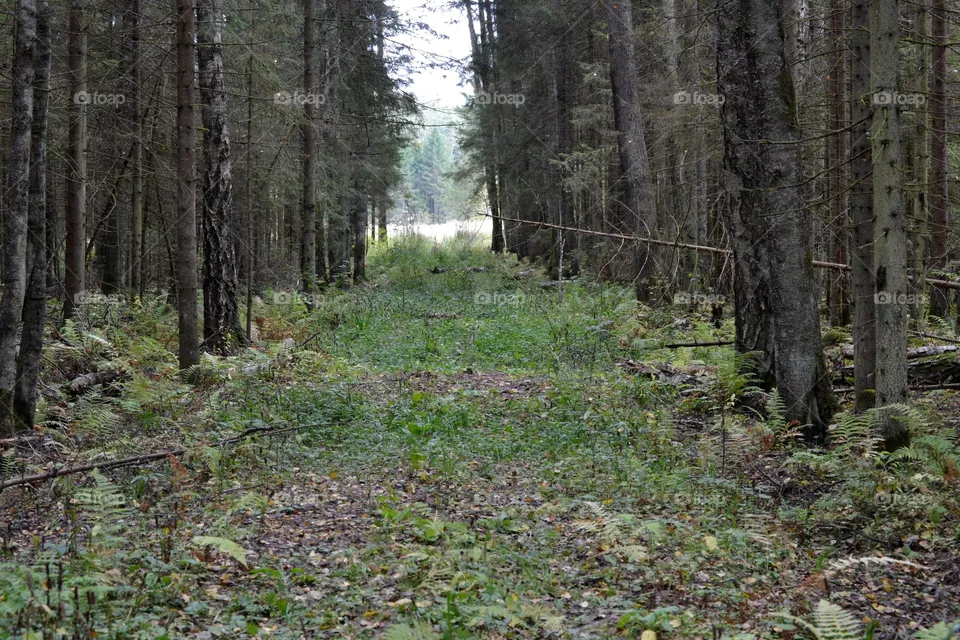 forest