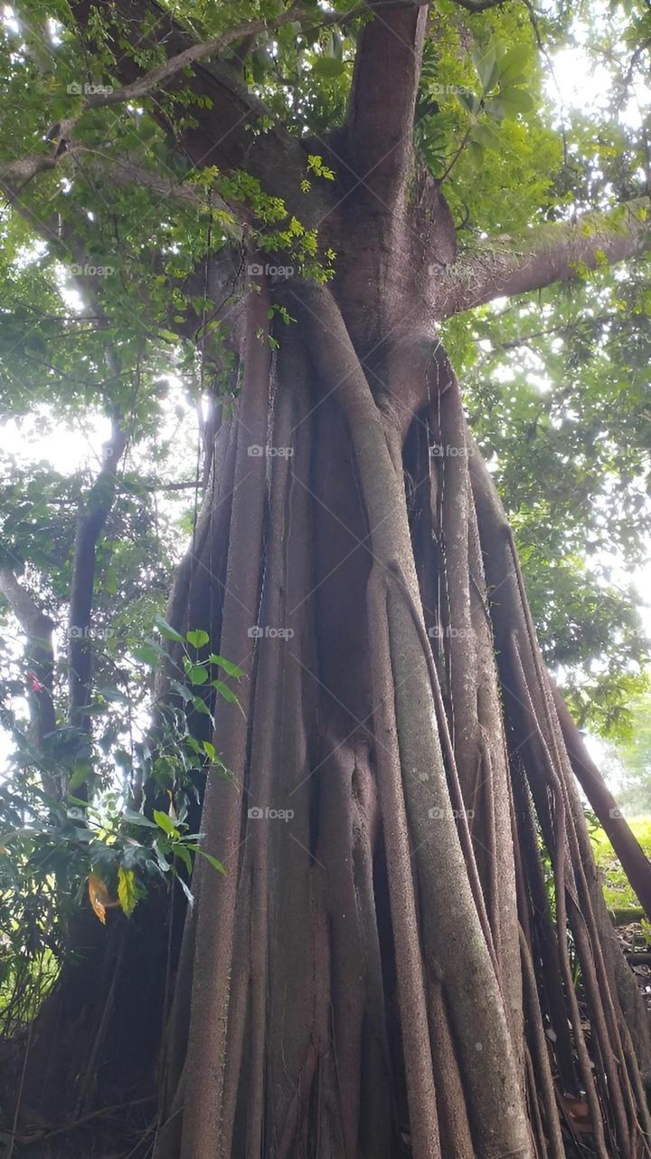 Nature's Work of Art