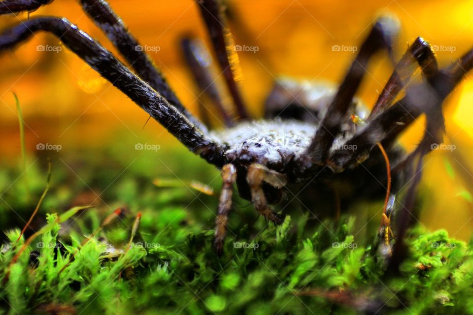Extreme close-up of a small spider