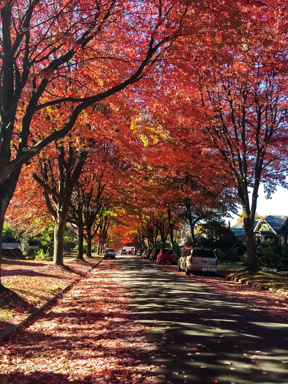 Beautiful fall leaves in local neighbourhood in Vancouver, British Columbia 