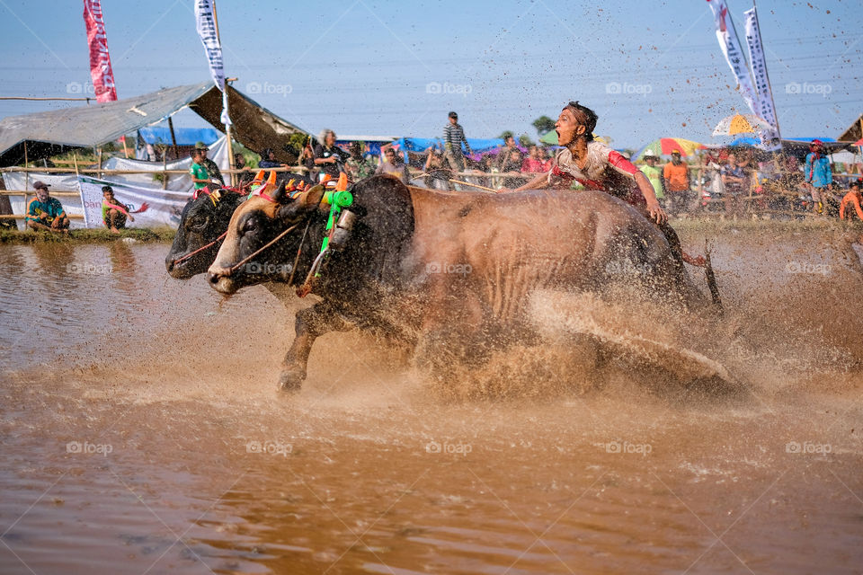 The cattle race tradition in the city of Probolinggo which held every year,East Java,Indonesia