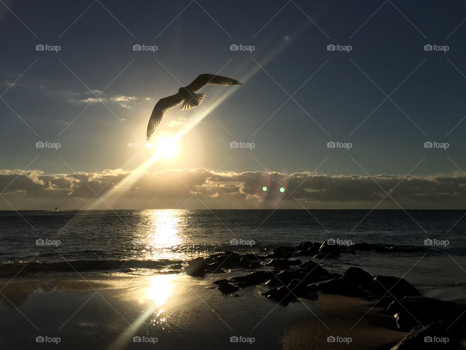 This was taken by the Boynton beach inlet in Boynton beach FL as seagull soared by the perfect sunrise
