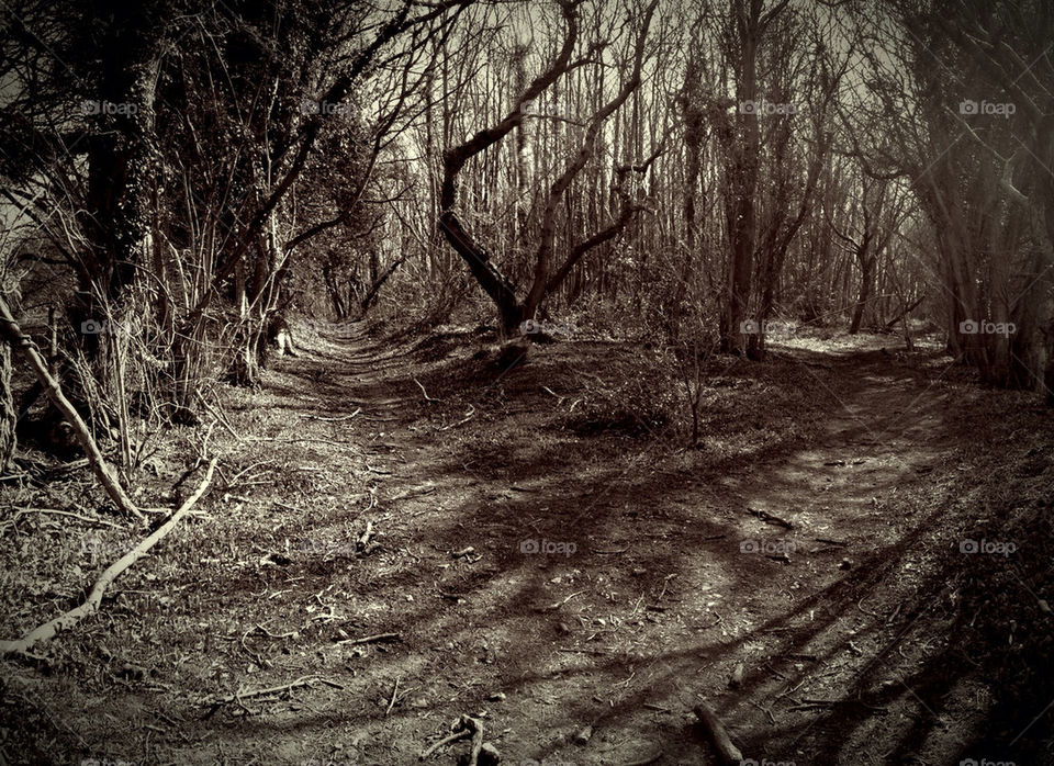 Walking thought path in woods. Black and white in United Kingdom
