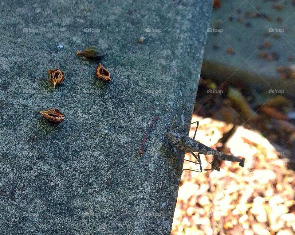 mantis on concrete bench