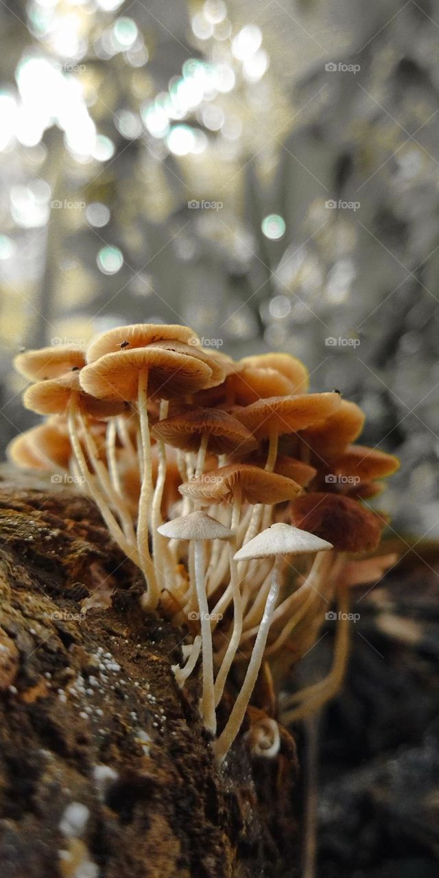 brown and white mushrooms
