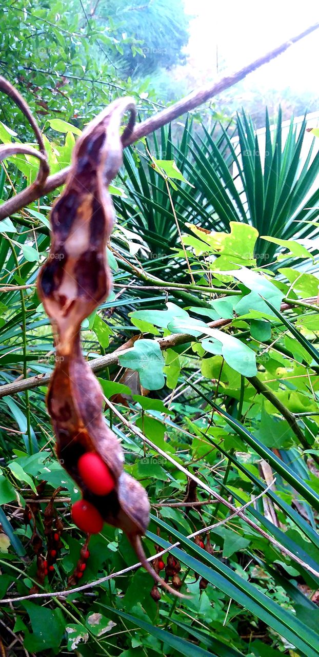 berries in a pod foliage fall autumn