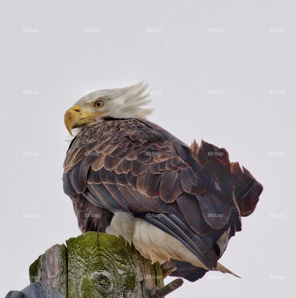 Eagle in the wind