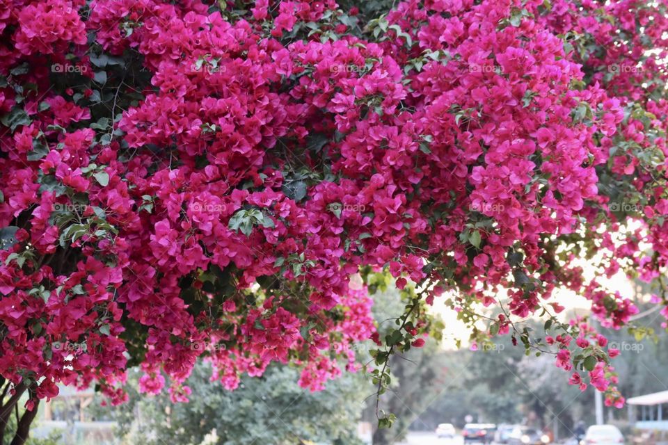 Bougainville plant on street