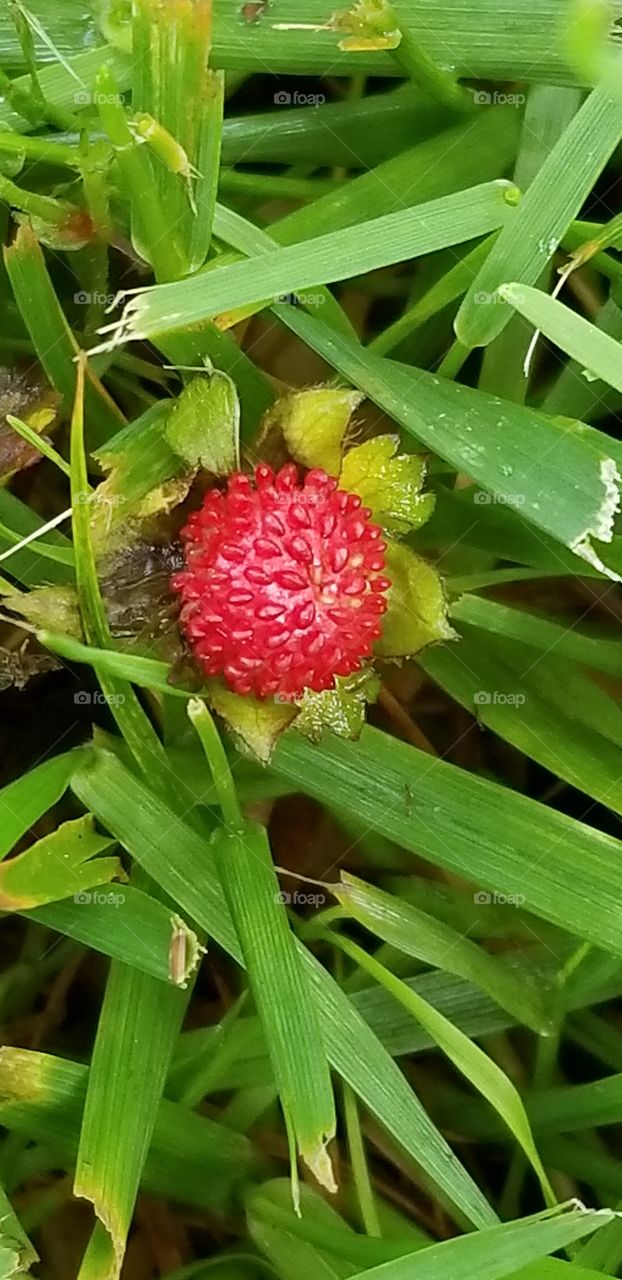 Beautiful wild strawberry