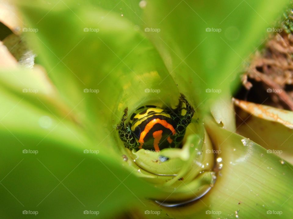 beautiful insect in the middle of a plant, looking for the tender shoots to eat