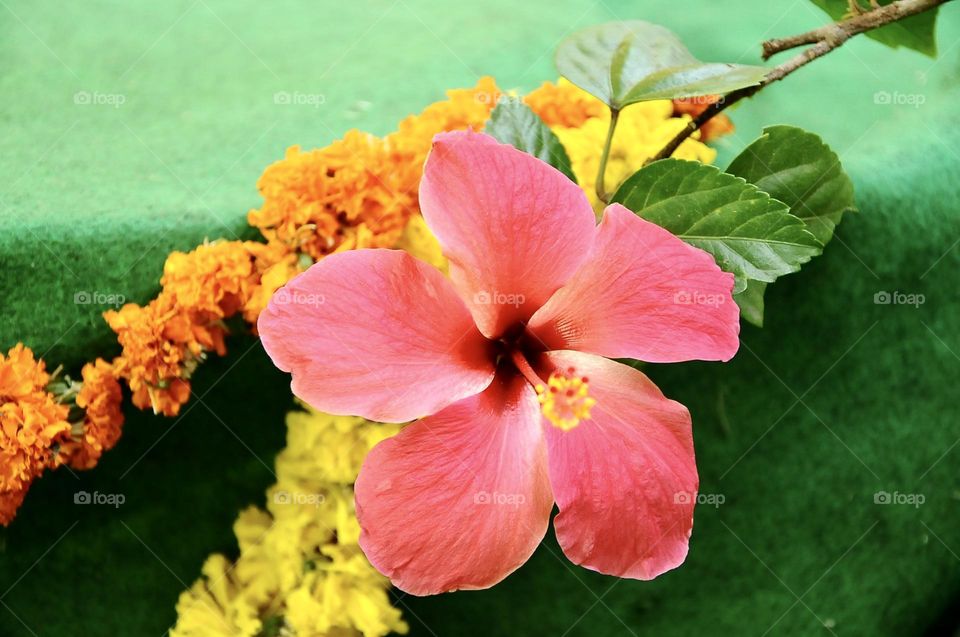 Beautiful pink colour hibiscus flower