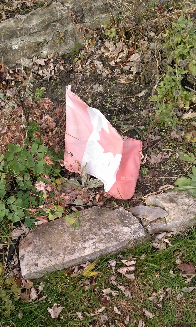 Canadian flag in my garden