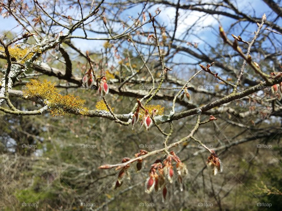 Early Spring Winged Elm