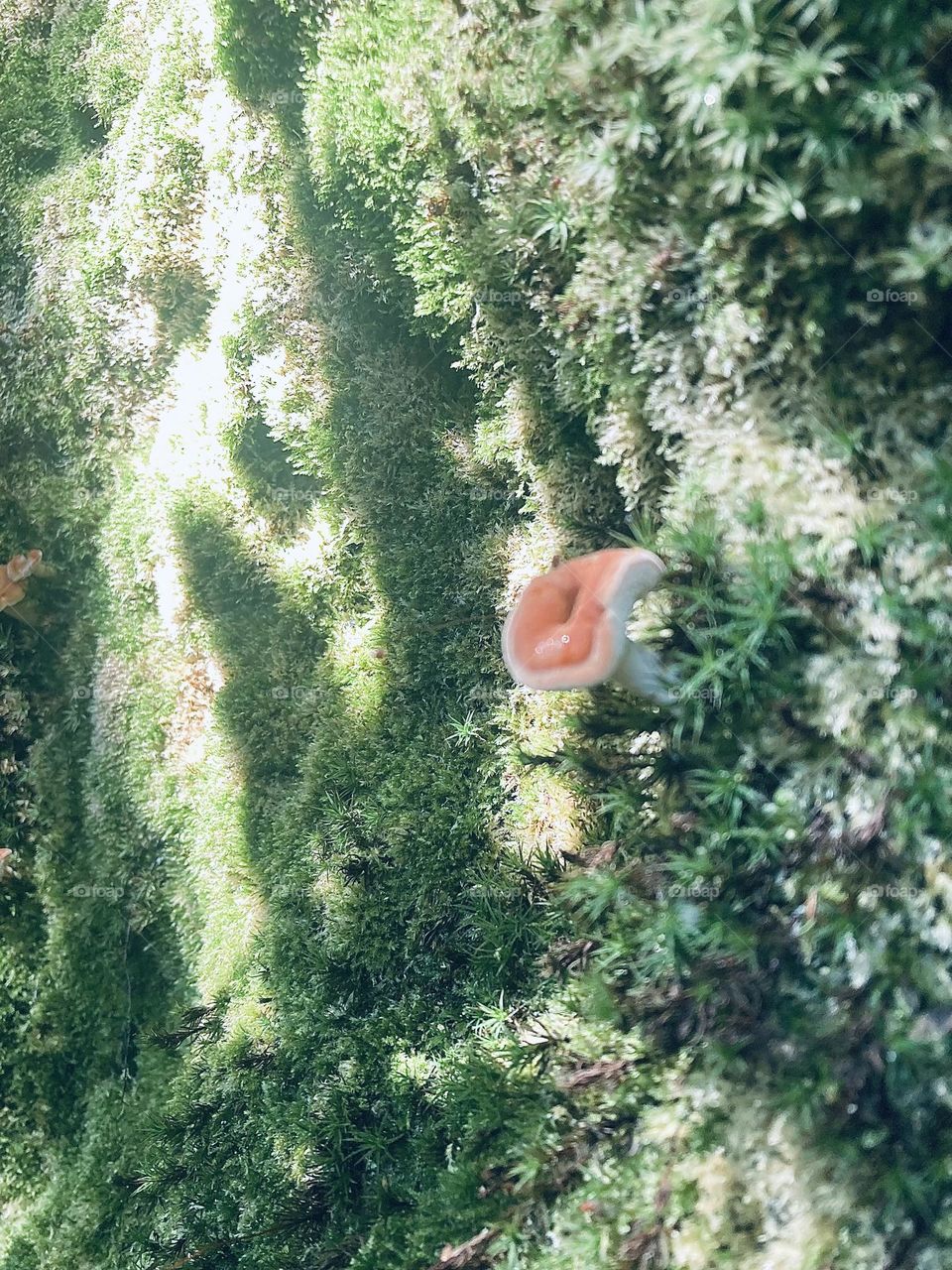 Orange mushroom growing on sunny mossy rock