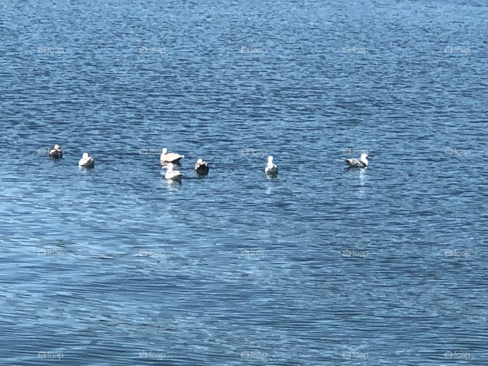 This is a picture of seagulls swimming in the water of the beach at Evergreen Park in Bremerton. 