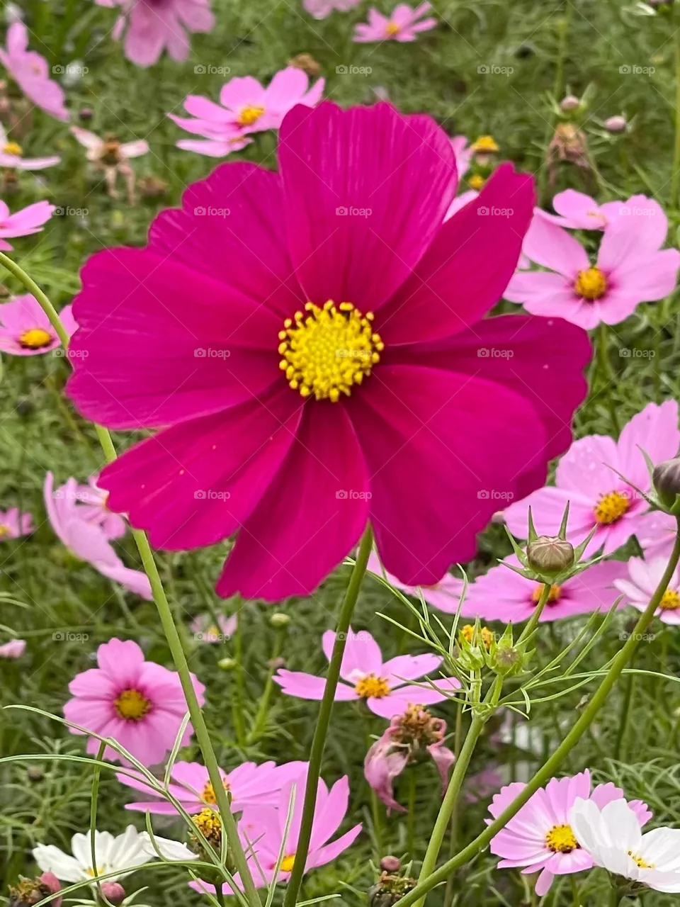 Beautiful flowers in bloom