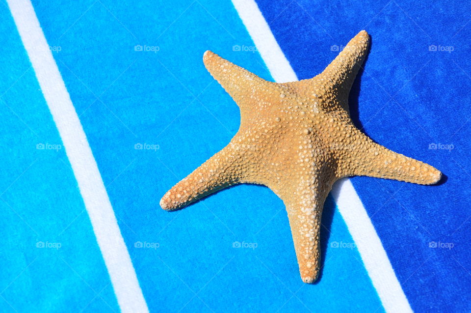 Starfish on a pretty blue background. 