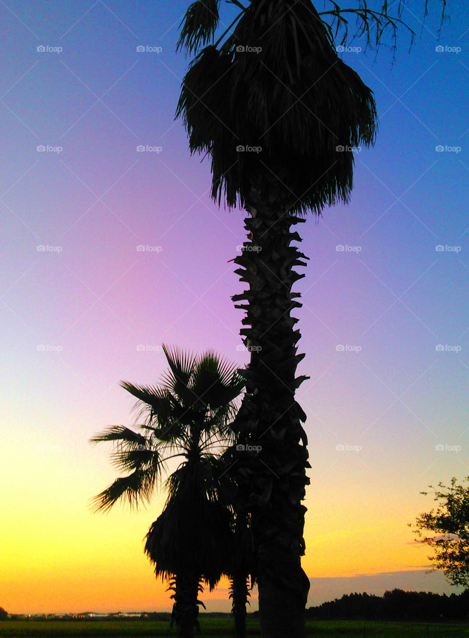 Palm trees at sunrise. Palms at dawn