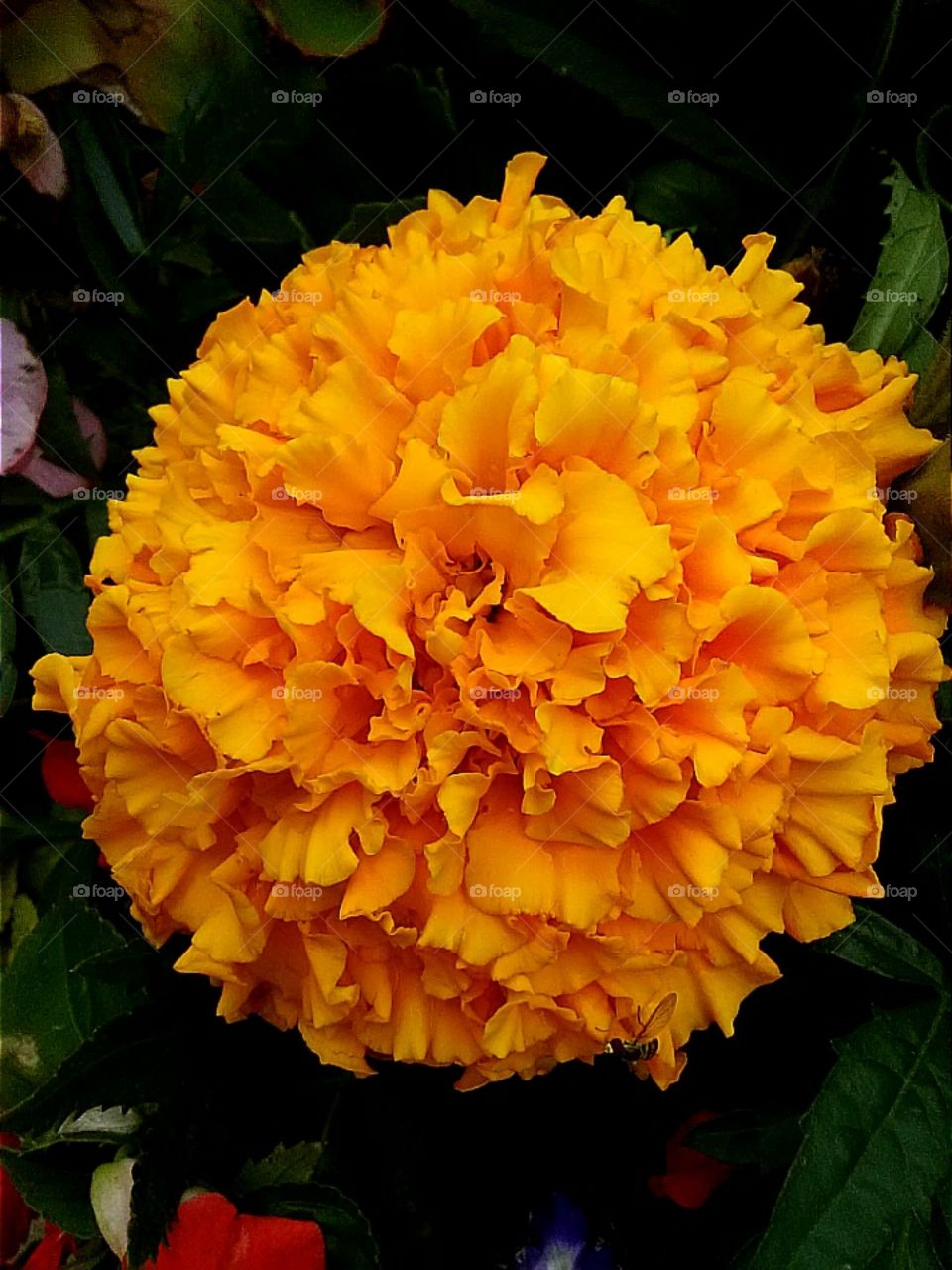 Puffball Flower