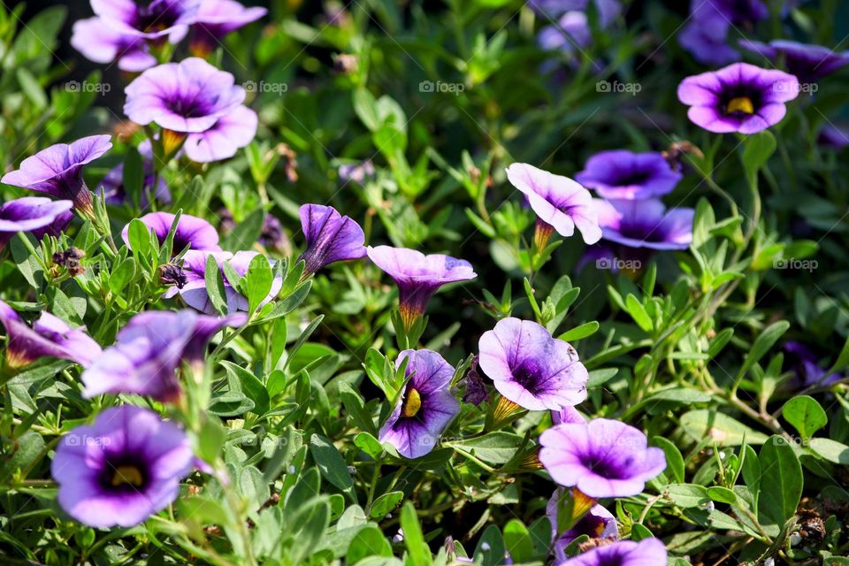 purple flowers