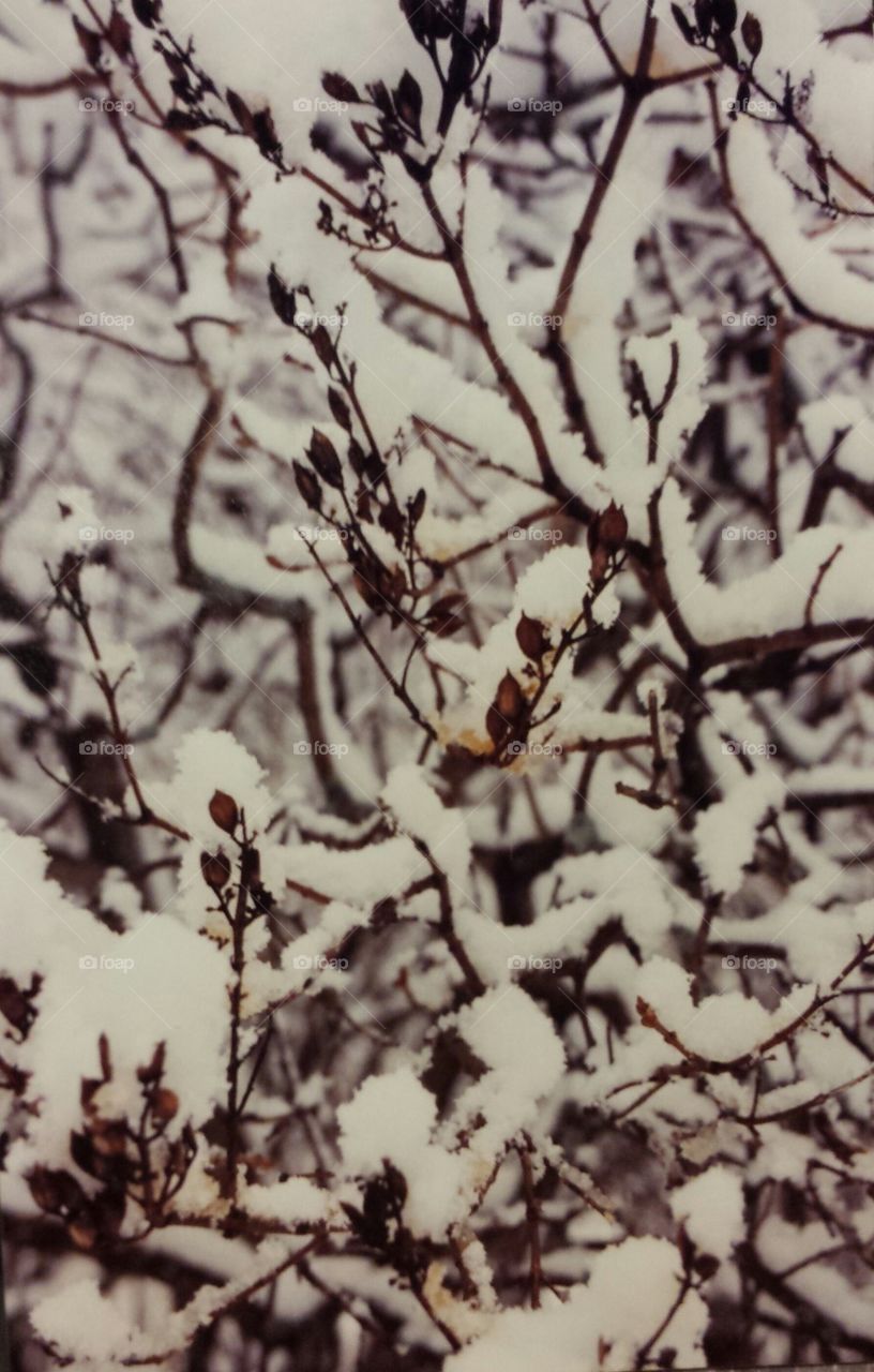 Snow in the Lilacs