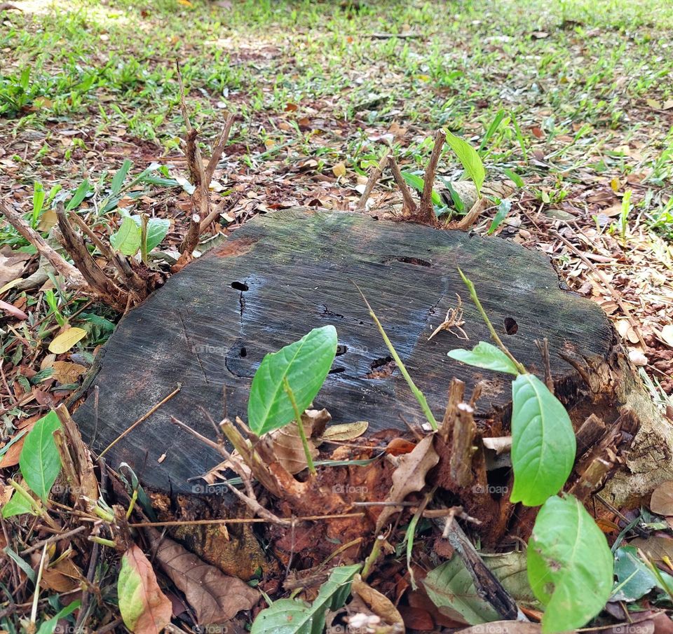 tree that has been cut down