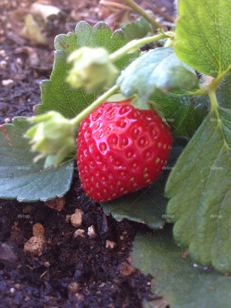 A fresh ripe strawberry