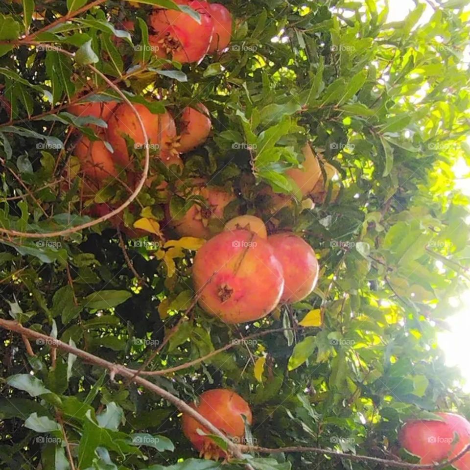 Pomegranate